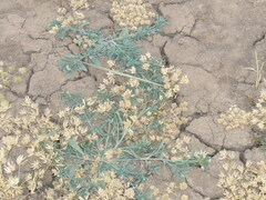 Heliotropium curassavicum