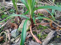 Lilium formosanum