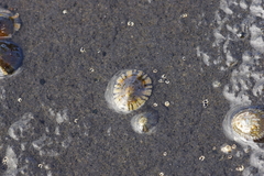 Cellana tramoserica