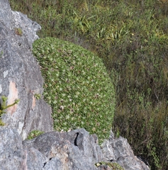 Oldenburgia paradoxa