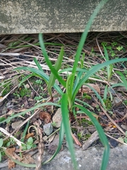 Lilium formosanum