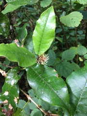 Trichocladus crinitus