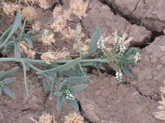 Heliotropium curassavicum