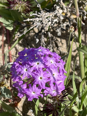 Abronia gracilis