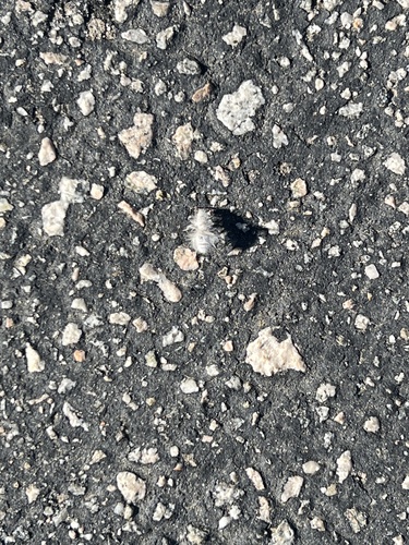 iNaturalist observation photo of Thistledown Velvet Ant