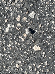 Dasymutilla gloriosa