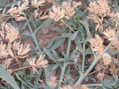 Heliotropium curassavicum