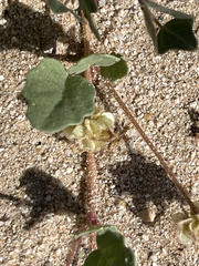 Abronia gracilis
