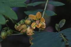 Senna acclinis