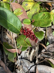 Grevillea laurifolia
