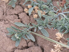 Heliotropium curassavicum