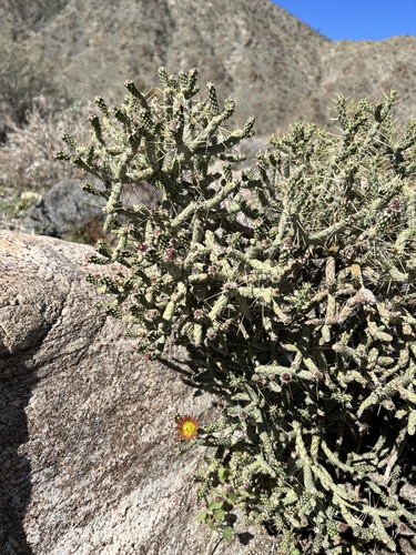 iNaturalist observation photo of Branched Pencil Cholla