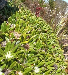 Oldenburgia paradoxa