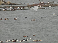 Anas crecca carolinensis