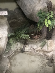 Python brongersmai