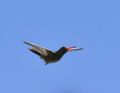Phaeoptila sordida