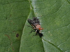 Trypetoptera punctulata