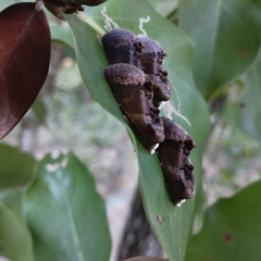 Gonodonta
