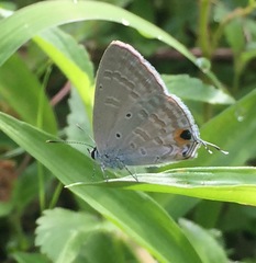 Catochrysops strabo strabo