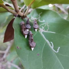 Gonodonta