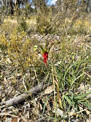 Anigozanthos bicolor