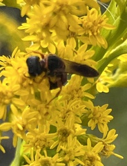 Ectemnius rufipes