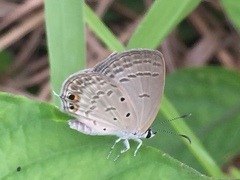 Euchrysops cnejus cnejus