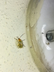 Diabrotica martinjacobyi