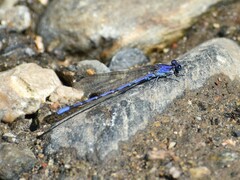 Argia extranea