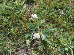Vesper macrorhizus
