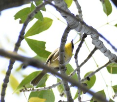 Basileuterus rufifrons