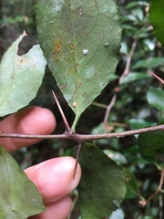 Gymnosporia nemorosa