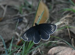 Chlosyne ehrenbergii