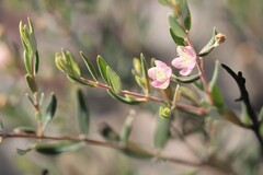 Lithomyrtus microphylla