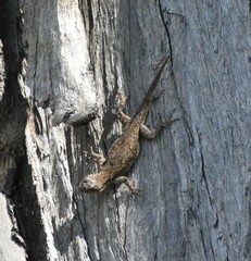 Sceloporus grammicus