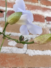 Myrapetra