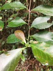 Gymnosporia nemorosa