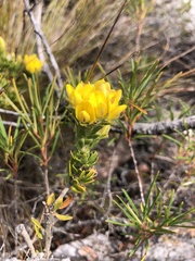 Aspalathus aspalathoides