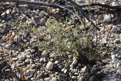 Lithomyrtus microphylla