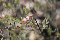 Lithomyrtus microphylla