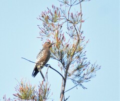 Melanerpes hypopolius
