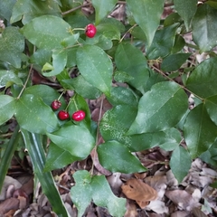 Malpighia glabra