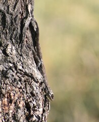 Sceloporus grammicus