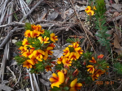 Pultenaea humilis
