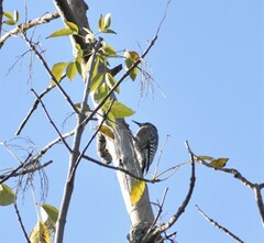 Melanerpes hypopolius