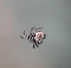 Euryopis funebris