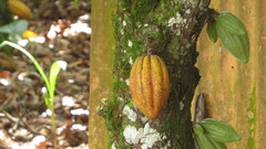 Theobroma cacao