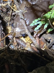 Aneides lugubris