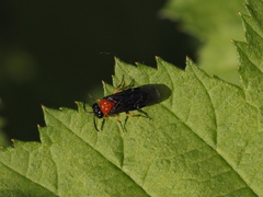 Eutomostethus ephippium vopiscus