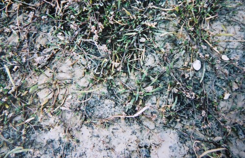 Image of Lepidium kirkii by (c) Aalbert Rebergen, some rights reserved (CC BY)